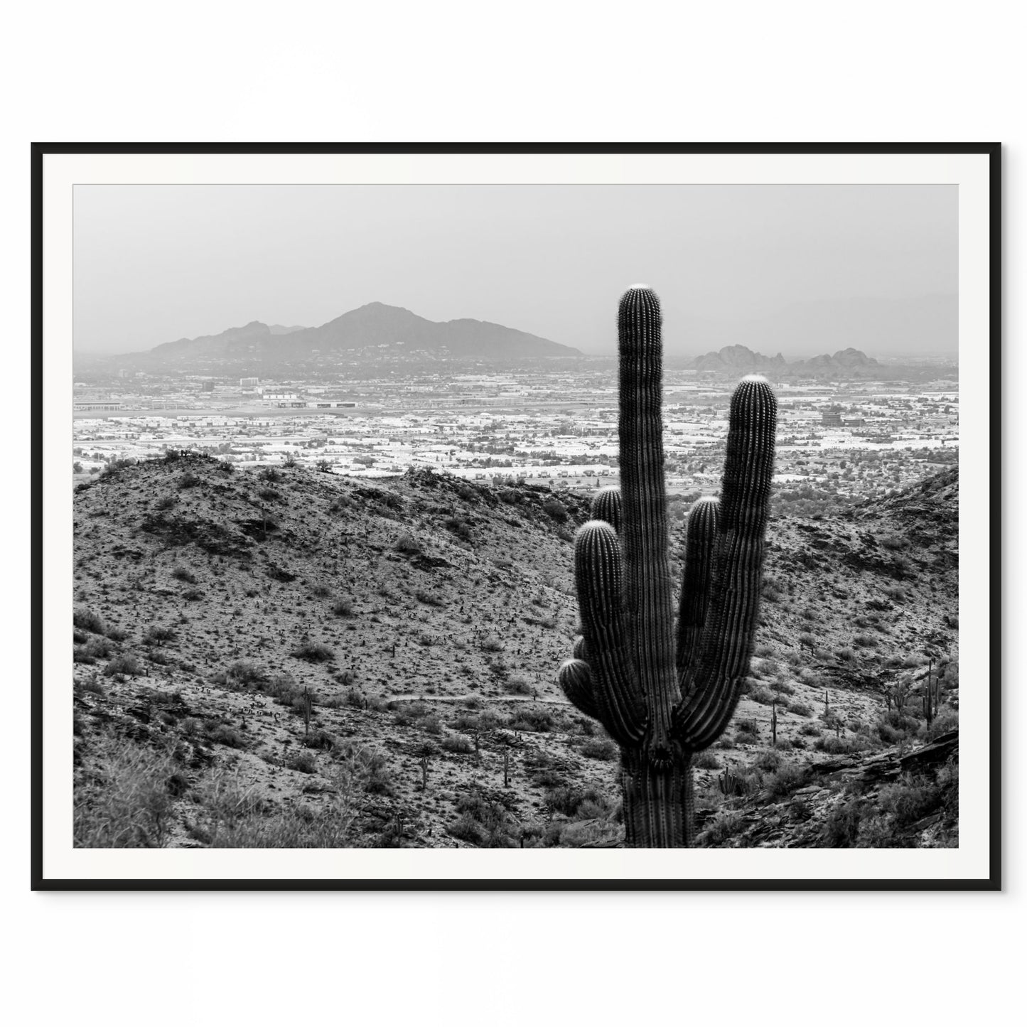 Camel and Cactus. South Mountain, Arizona. /20