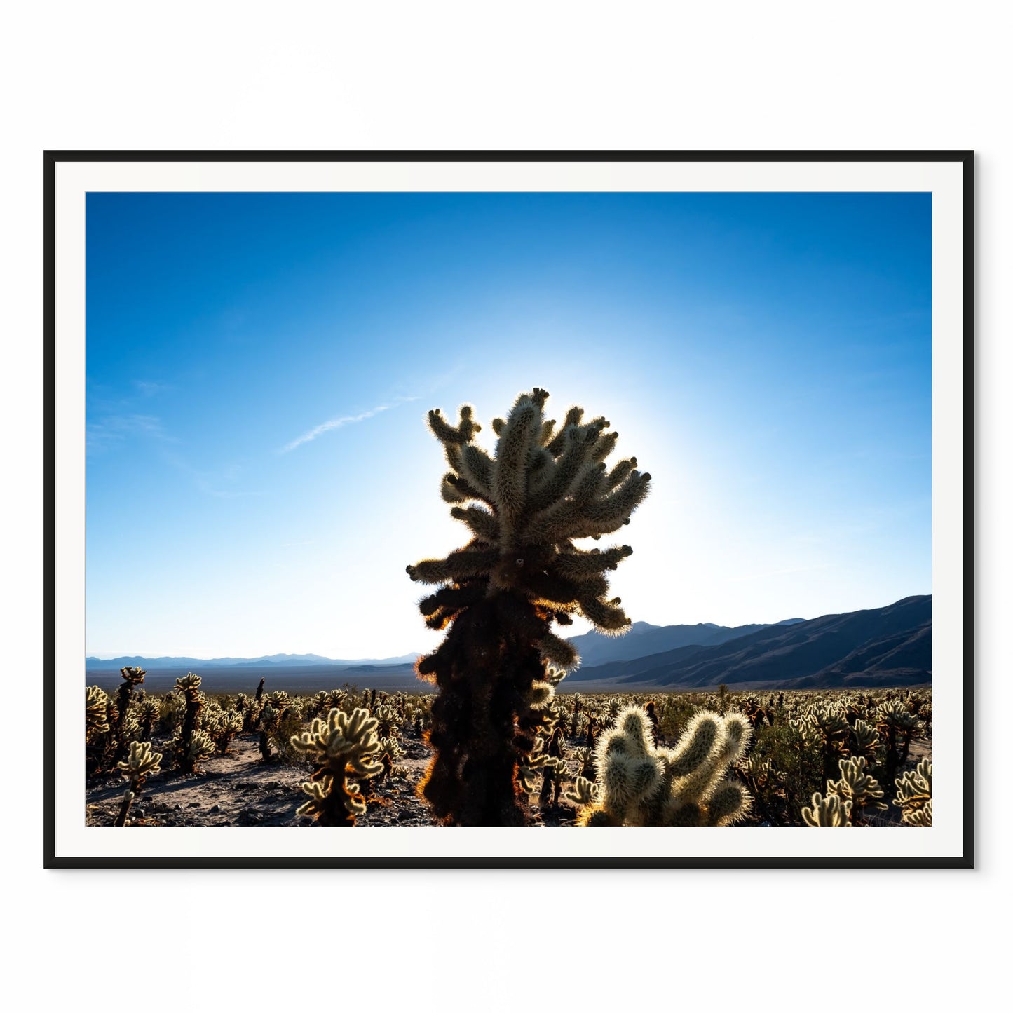 Cholla in Joshua Tree. Joshua Tree NP, California. /20