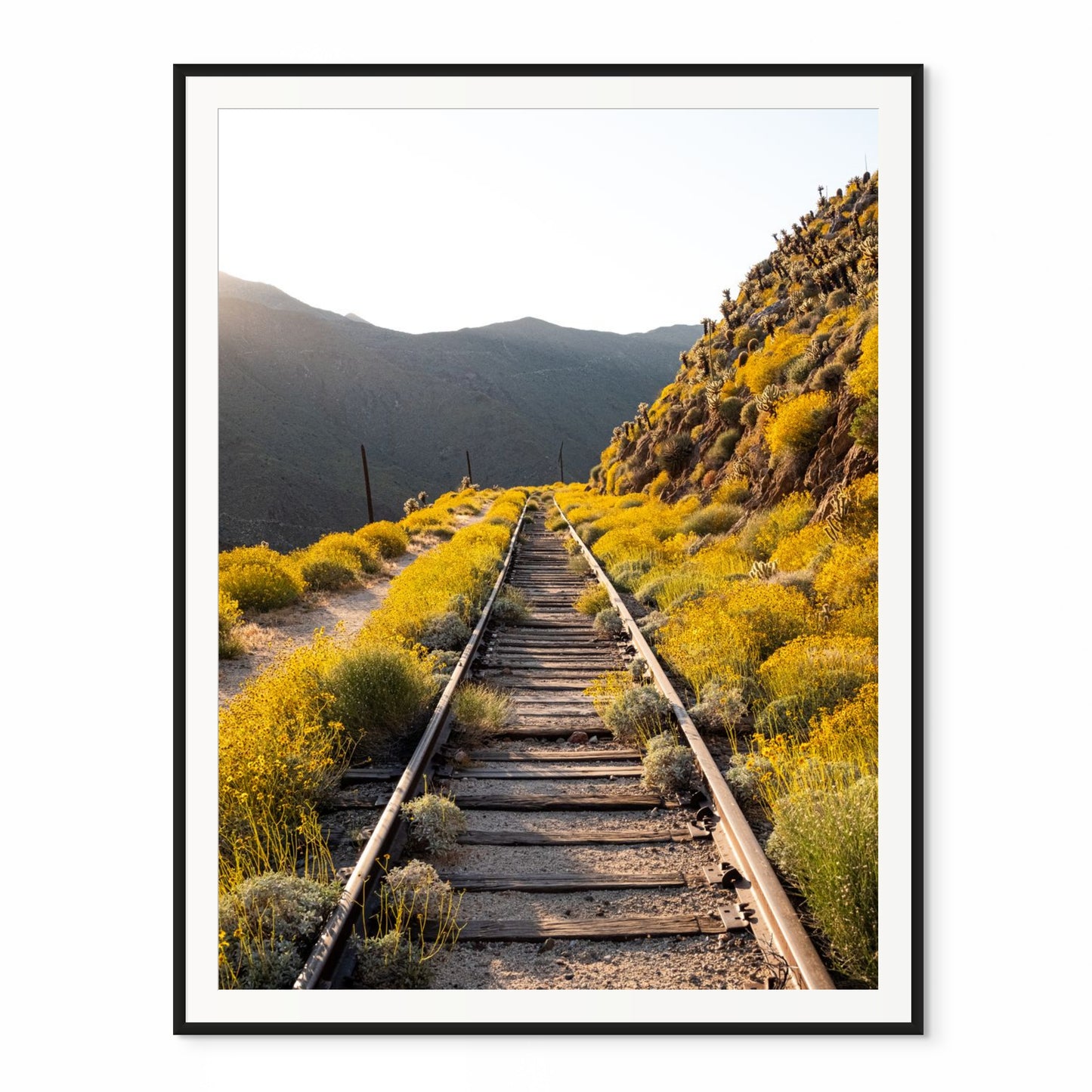 Katherine's Favorite. Ocotillo, California. /20