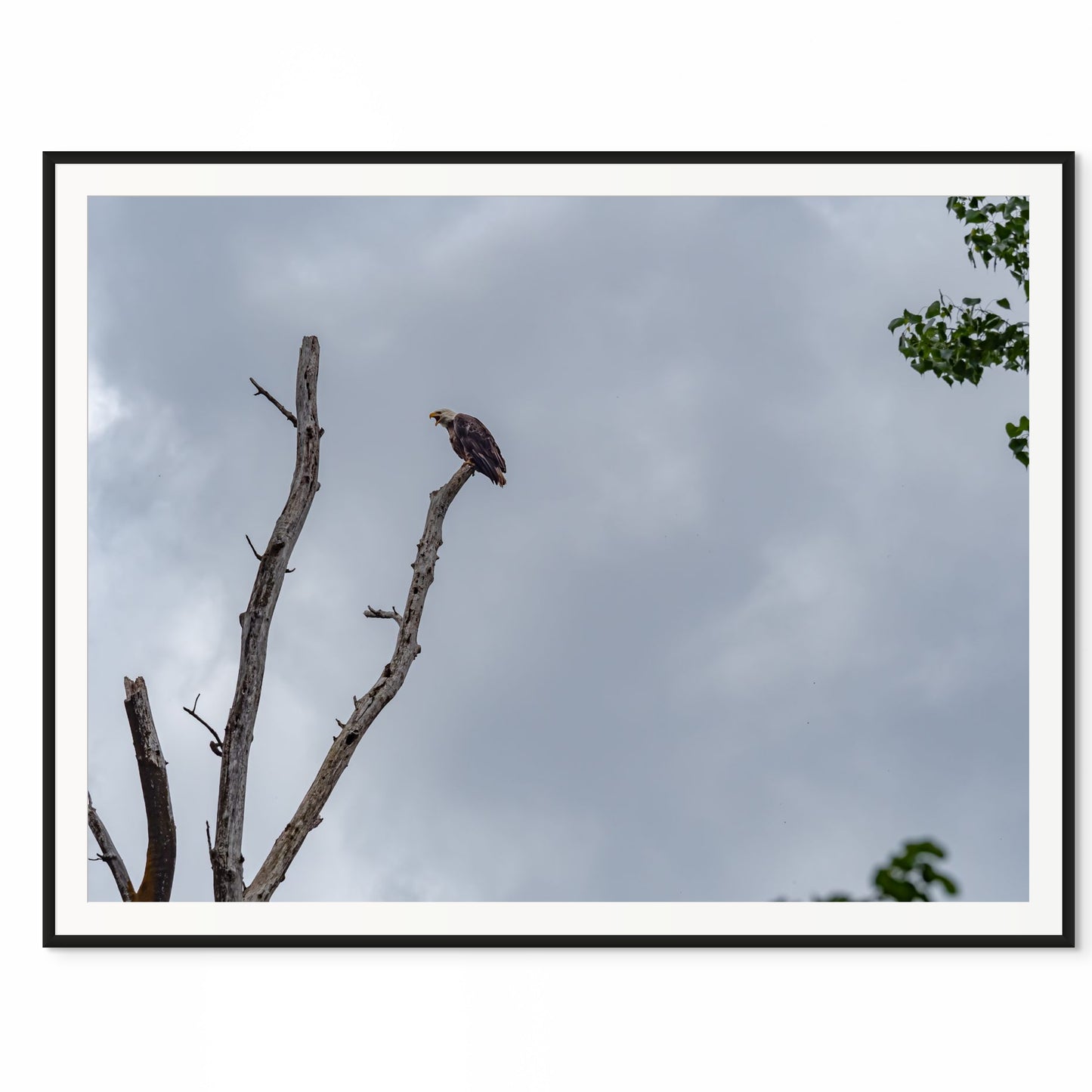 King of the Sky. Missouri River, Missouri. /20