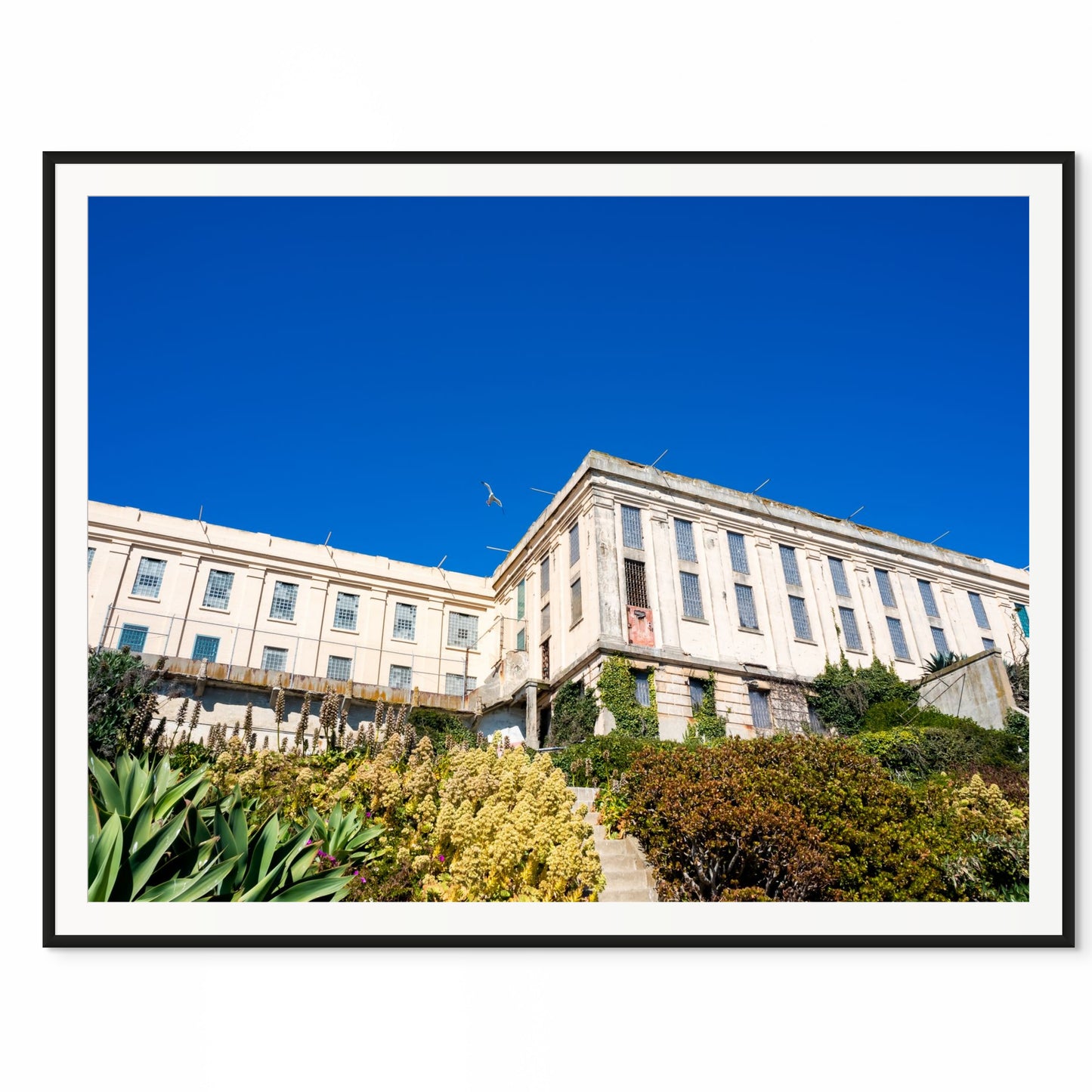 Suspicious Gardens. Alcatraz Island, California. /20