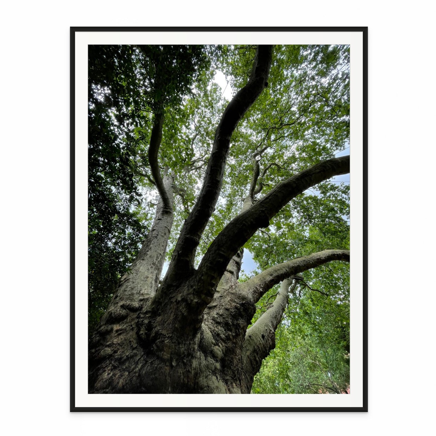 Sycamore. London, England. /50
