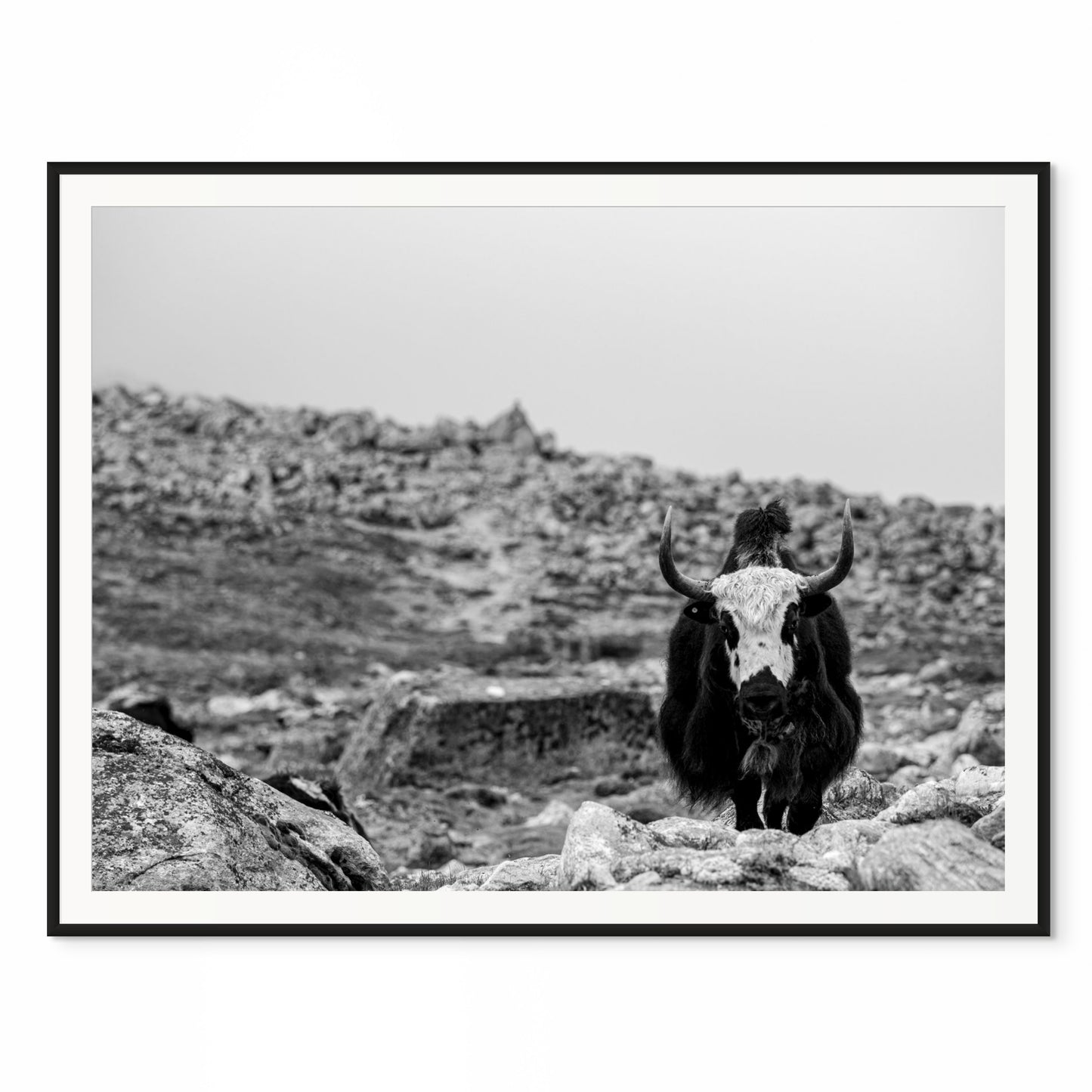 Yak, Yak, Yak. Everest Base Camp Trail, Nepal. /50
