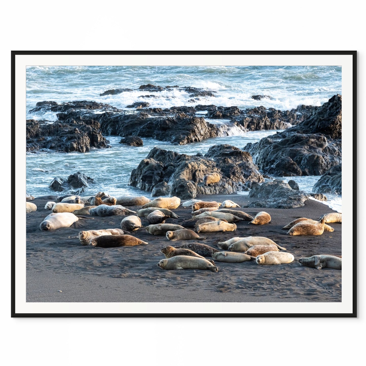 Elephant Seals (Horizontal)- Lost Coast, California /50