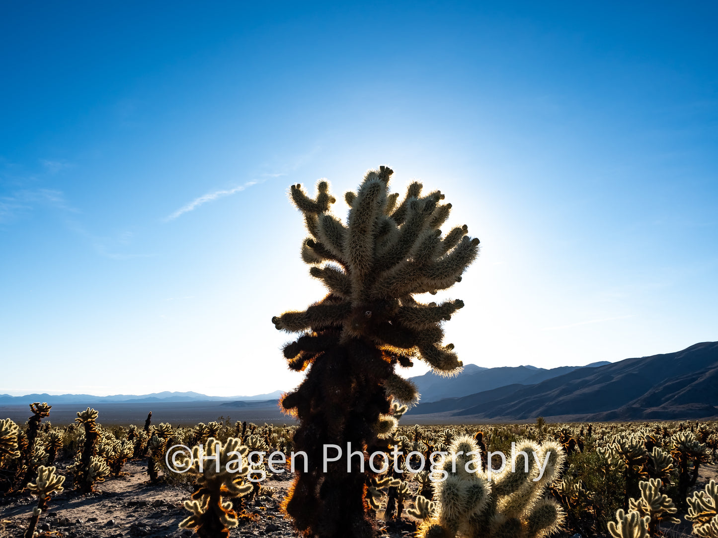 Cholla in Joshua Tree. Joshua Tree NP, California. /30