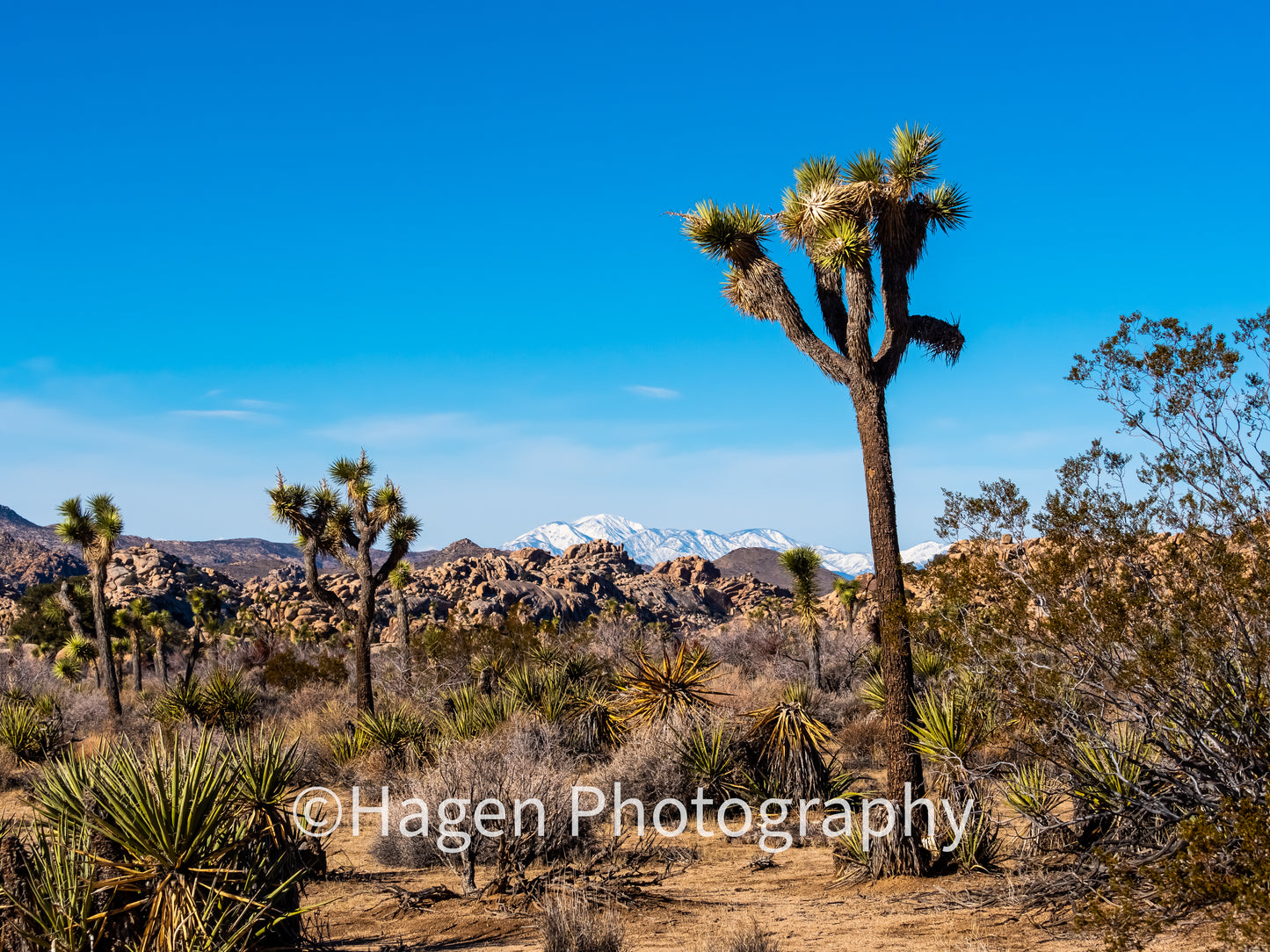 Joshua Tree. Joshua Tree NP, California. /30