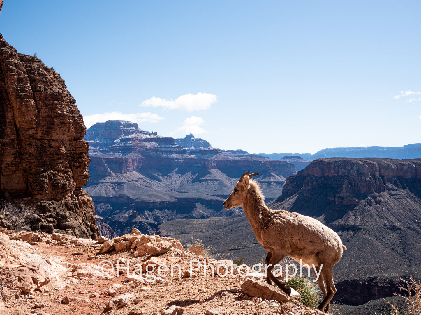 Right at Home. Grand Canyon NP, Arizona. /30