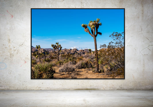 Joshua Tree. Joshua Tree NP, California. /30