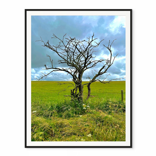 The Tree at Stonehenge. Wiltshire, England. /50