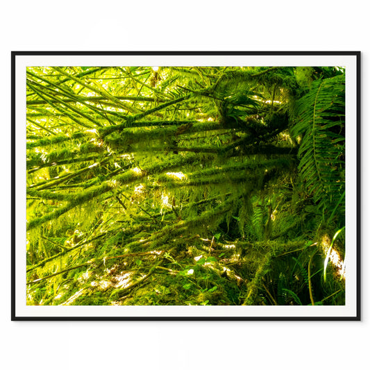 Neon Undergrowth. Tillamook, Oregon. /50