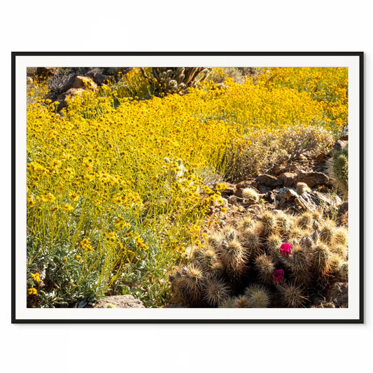 Bloom in the Desert. Ocotillo, California. /20