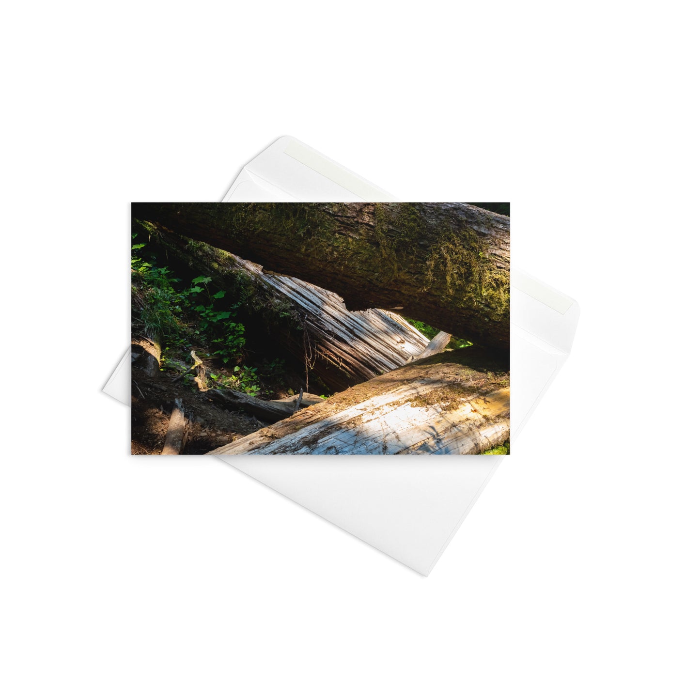 Oregon Timber Greeting Card