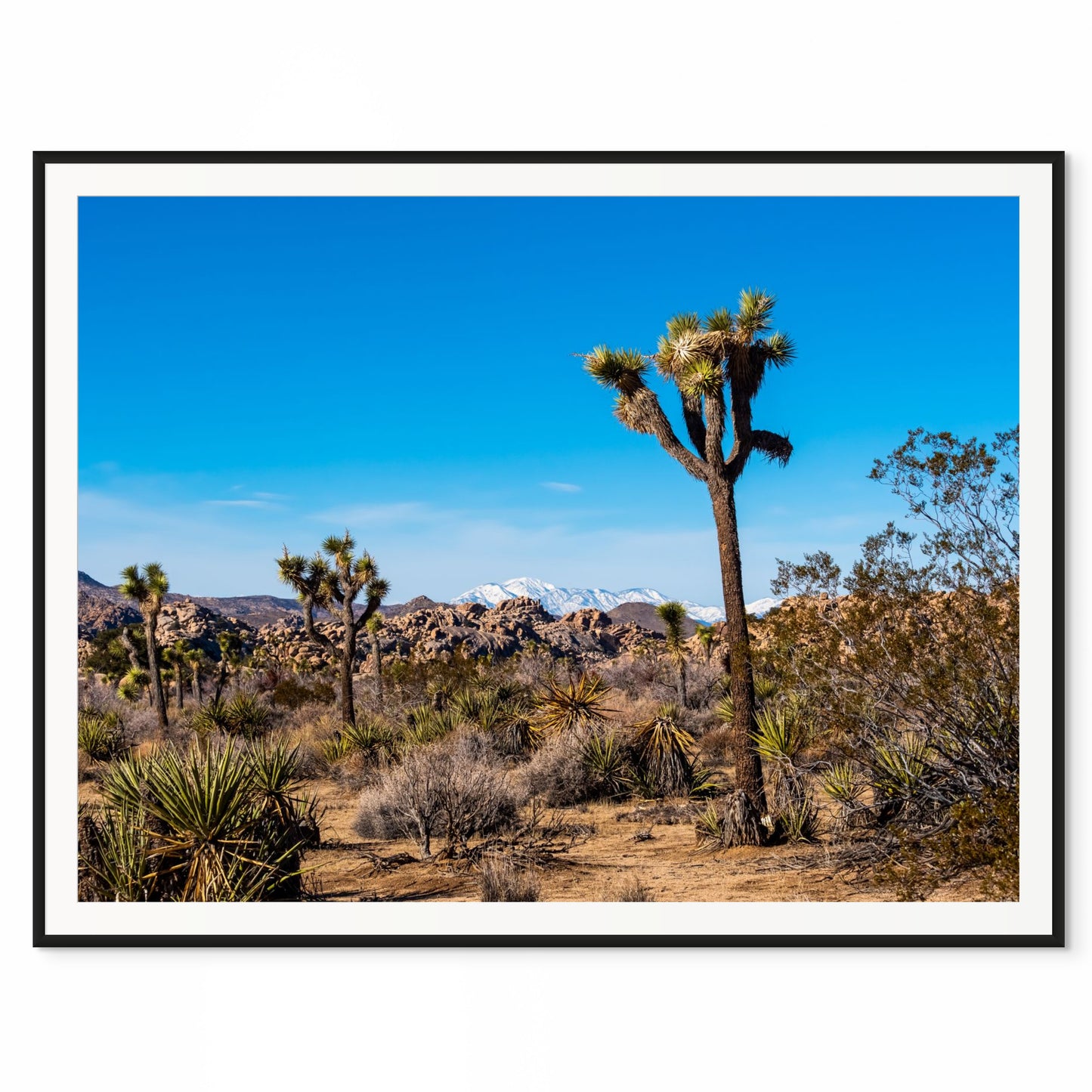 Joshua Tree. Joshua Tree NP, California. /20