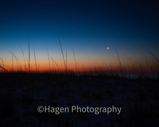 Dune at Dawn. Pensacola, Florida. /50